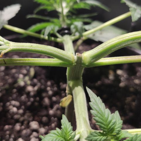 Red Sugar Auto growlog timeline photo