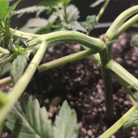 Red Sugar Auto growlog timeline photo