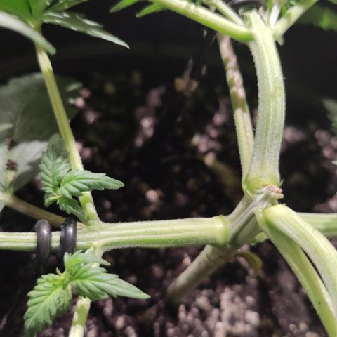 Red Sugar Auto growlog timeline photo