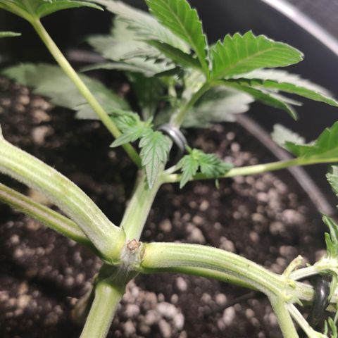 Red Sugar Auto growlog timeline photo