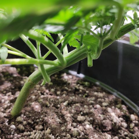 Red Critical Auto growlog timeline photo