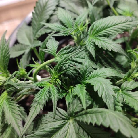 Red Critical Auto growlog timeline photo