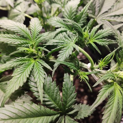 Red Critical Auto growlog timeline photo