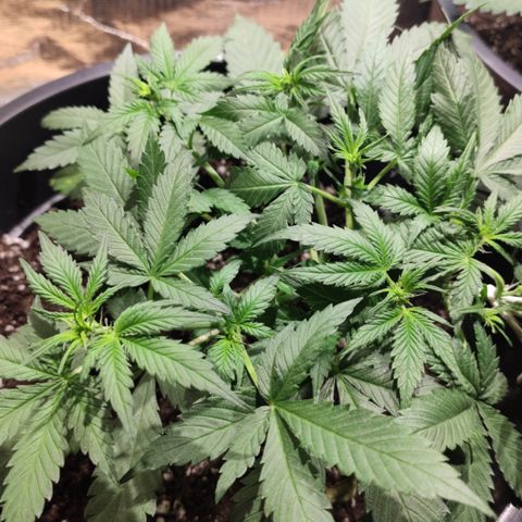 Red Critical Auto growlog timeline photo