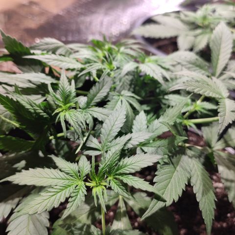 Red Sugar Auto growlog timeline photo