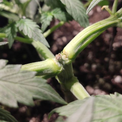 Red Sugar Auto growlog timeline photo