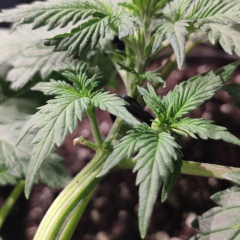 Red Sugar Auto growlog timeline photo