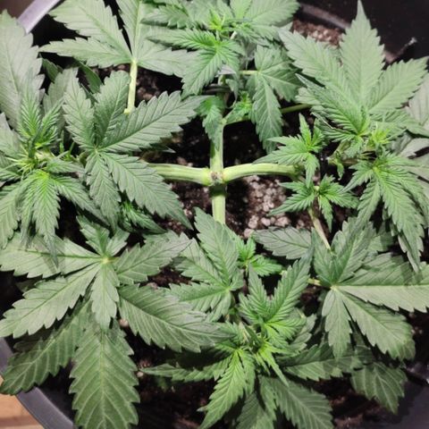 Red Sugar Auto growlog timeline photo