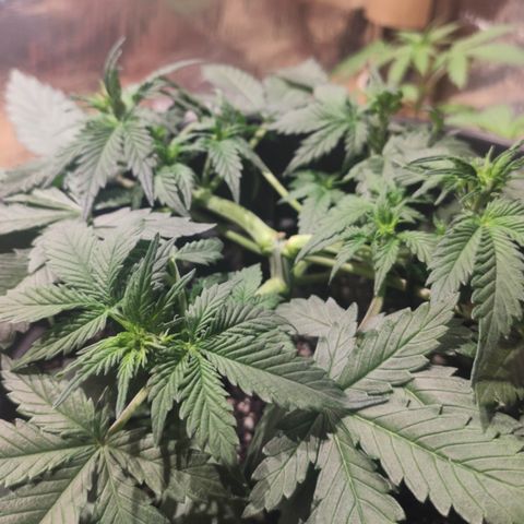 Red Sugar Auto growlog timeline photo