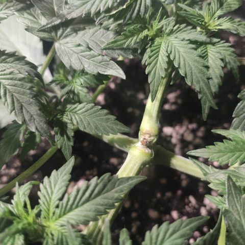 Red Sugar Auto growlog timeline photo