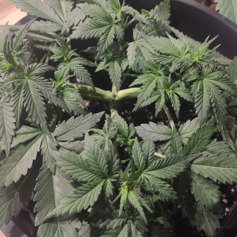 Red Sugar Auto growlog timeline photo