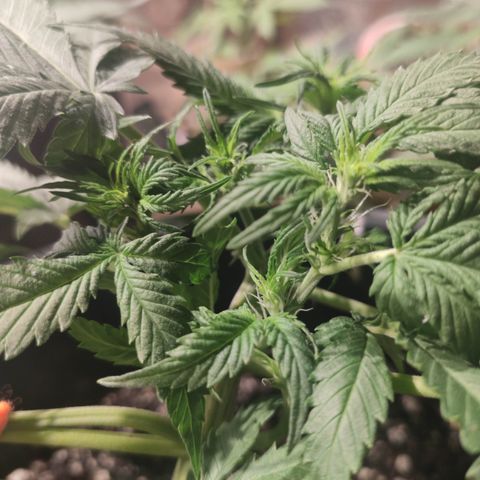 Red Critical Auto growlog timeline photo