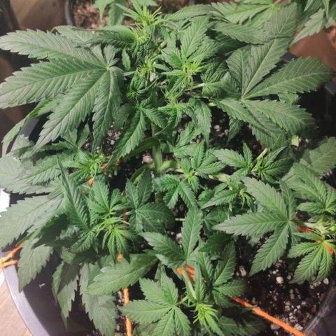 Red Critical Auto growlog timeline photo