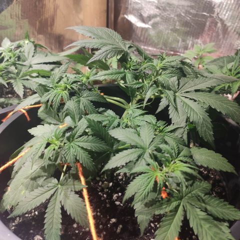 Red Critical Auto growlog timeline photo
