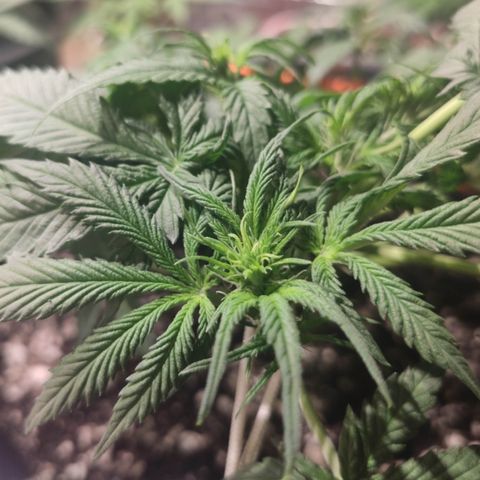 Red Critical Auto growlog timeline photo