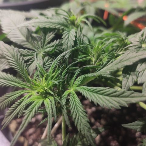 Red Critical Auto growlog timeline photo