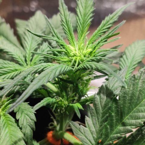Red Critical Auto growlog timeline photo