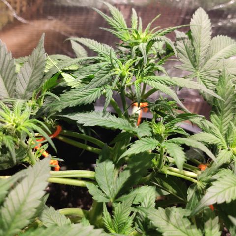 Red Critical Auto growlog timeline photo