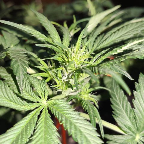 Red Critical Auto growlog timeline photo