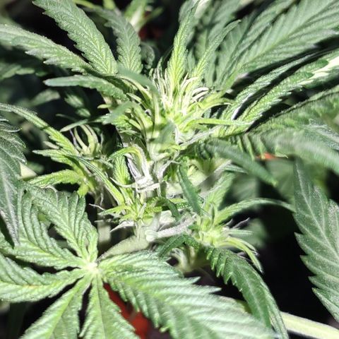 Red Critical Auto growlog timeline photo