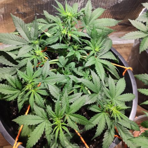 Red Critical Auto growlog timeline photo