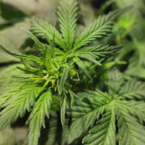 Red Sugar Auto growlog timeline photo