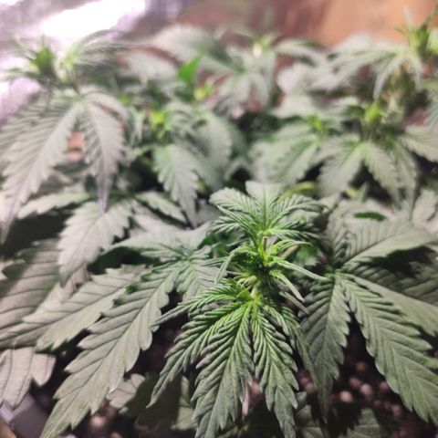 Red Sugar Auto growlog timeline photo