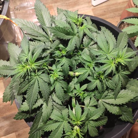 Red Sugar Auto growlog timeline photo