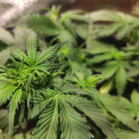 Red Sugar Auto growlog timeline photo