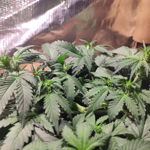 Red Sugar Auto growlog timeline photo