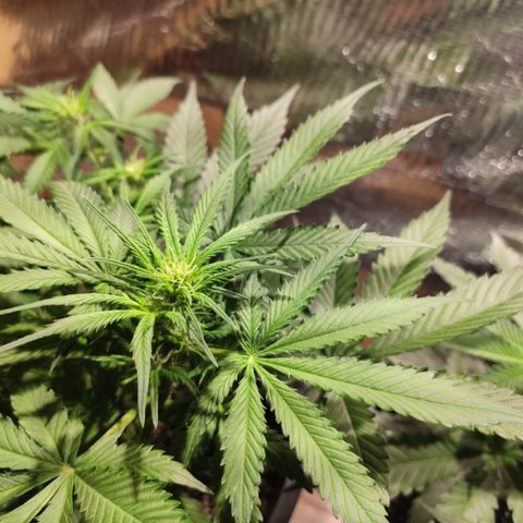 Red Critical Auto growlog timeline photo