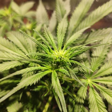 Red Critical Auto growlog timeline photo