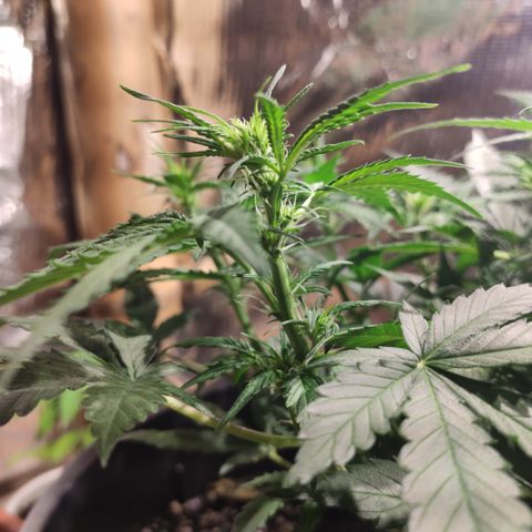 Red Critical Auto growlog timeline photo