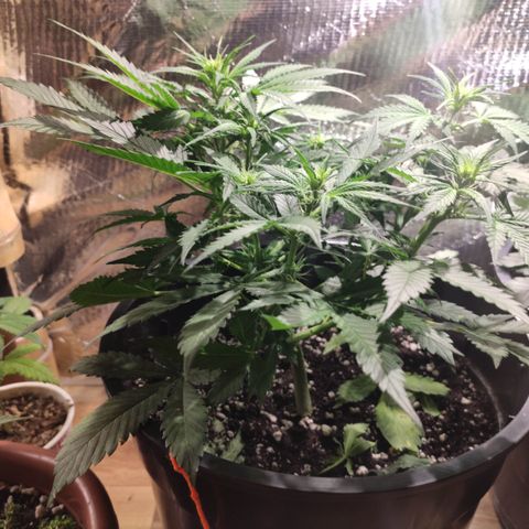 Red Critical Auto growlog timeline photo