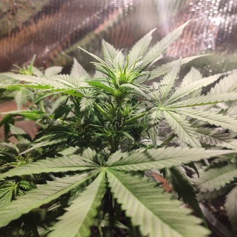 Red Critical Auto growlog timeline photo