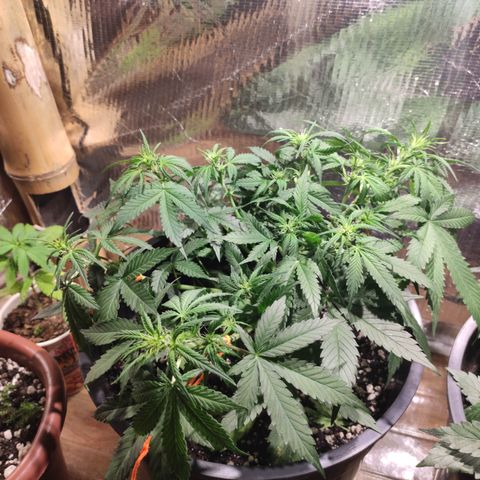 Red Critical Auto growlog timeline photo