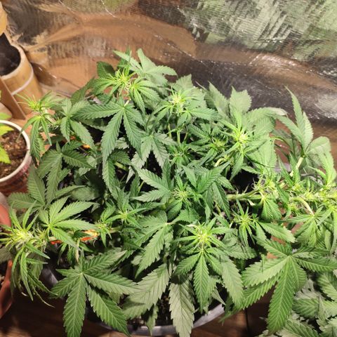 Red Critical Auto growlog timeline photo