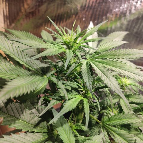 Red Critical Auto growlog timeline photo