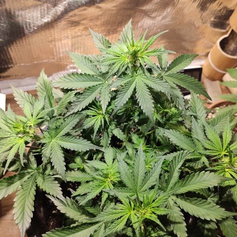 Red Sugar Auto growlog timeline photo