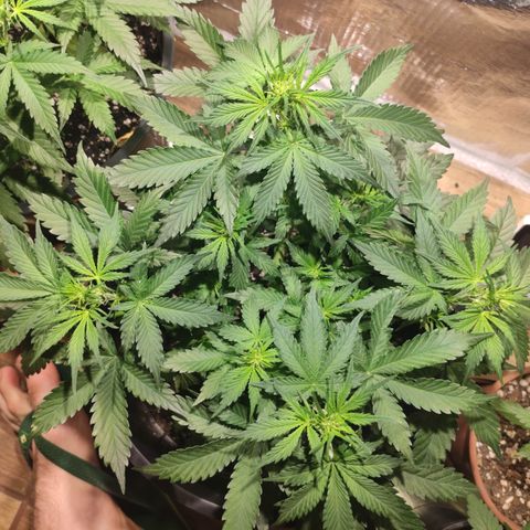 Red Sugar Auto growlog timeline photo