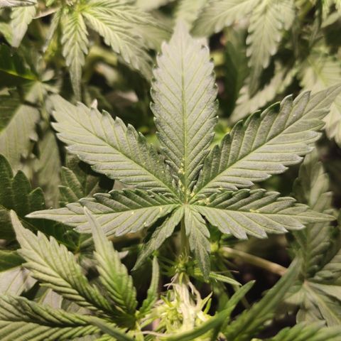 Red Sugar Auto growlog timeline photo