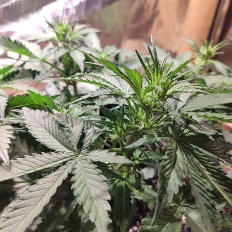 Red Sugar Auto growlog timeline photo
