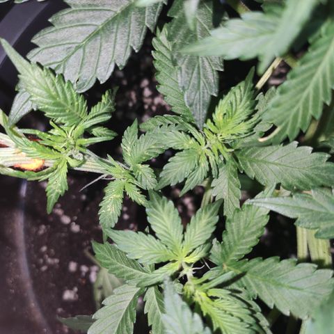 Red Sugar Auto growlog timeline photo