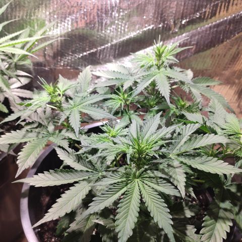 Red Sugar Auto growlog timeline photo