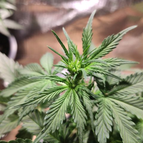 Red Sugar Auto growlog timeline photo
