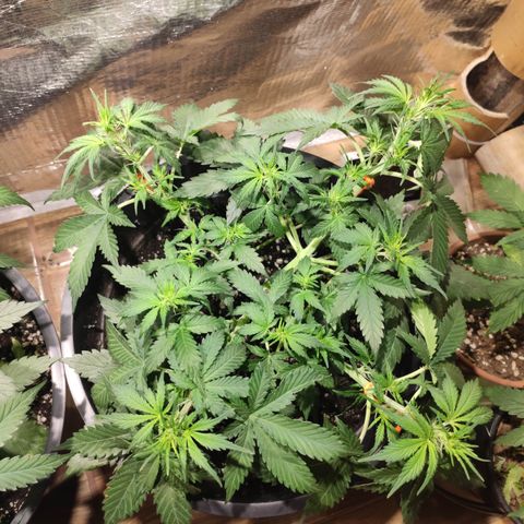 Red Sugar Auto growlog timeline photo