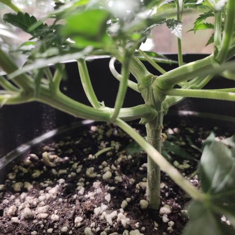 Red Sugar Auto growlog timeline photo
