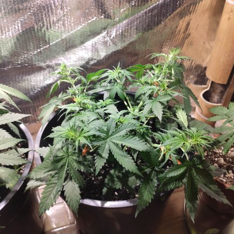 Red Sugar Auto growlog timeline photo