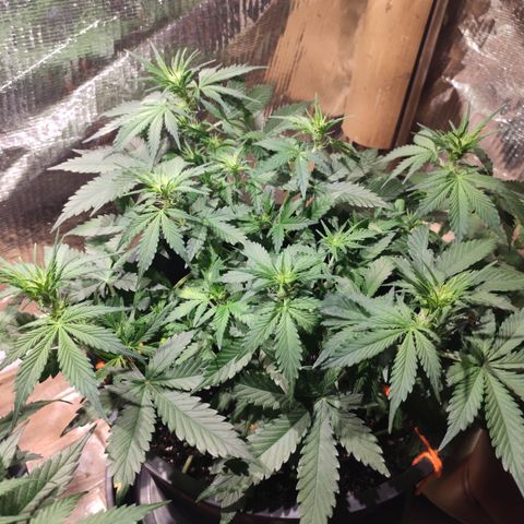 Red Sugar Auto growlog timeline photo
