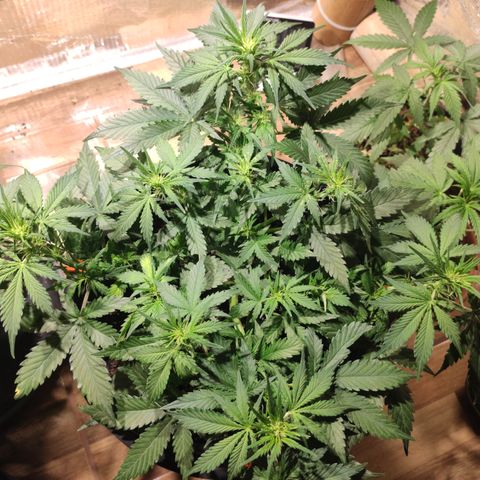 Red Sugar Auto growlog timeline photo